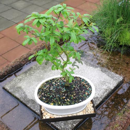 Brussel's Bonsai - Large Live Bonsai Tree, Potted Outdoor Plant - Image 6