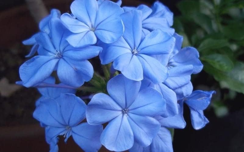 Plumbago Imperial Blue – Pack of 3 Live Starter Plants (4-6 Inches Tall) – Plumbago Auriculata, Cape Leadwort, Sky Flower – Fast-Growing, Container-Friendly Shrub with Long-Blooming Sky-Blue Flowers - Image 2