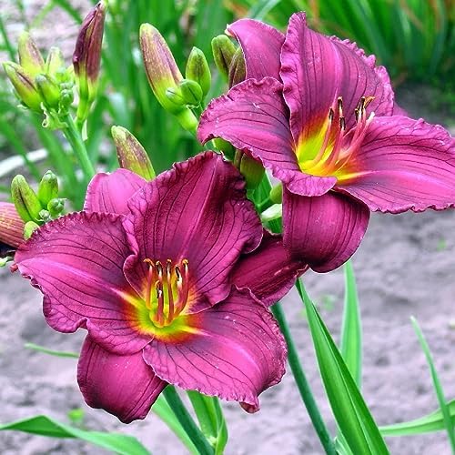 Votaniki Little Grapette Daylily Bare Root - Perennial Daylily, Long Lasting Blooms, Captivating Garden Addition | Outdoor Gardening Daylily Flower Plants (6 Pack) - Image 2
