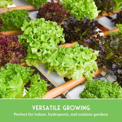 Lettuce Seeds for Planting | 10 Heirloom Lettuces Collection - Image 6