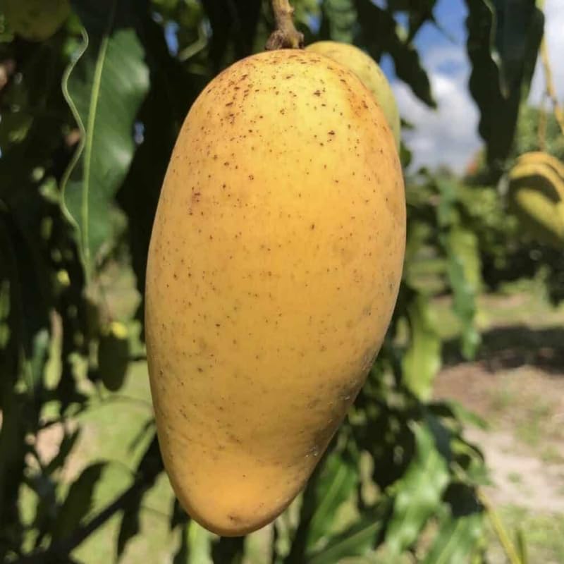 Lemon Mango Tree Live Plant, Tropical Fruit, 3 Gallon Pot - Image 6