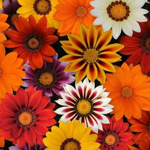 Gazania Rigens Seeds: 300 PCS Premium Mix – Heat-Tolerant, Ornamental Flowers Long-Blooming Hardy Annual for Patio, Garden Landscaping & Rock Gardens - Image 5