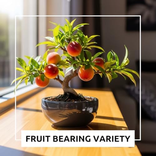 Bonsai Peach Tree Seeds – 4 Large Seeds for Miniature Fruit-Bearing Trees – Easy to Grow, Hardy, Produces Sweet Peaches - Great for Beginner Bonsai - Ideal for Home Garden - Image 4