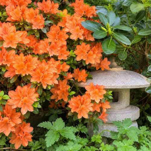 Orange Azalea Live Plant in 4 Inch Pot, Flower Azalea Starter Plant - Image 4