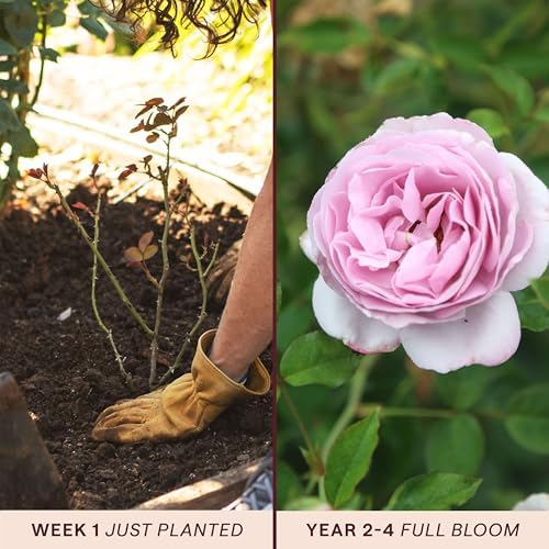 Heirloom Floribunda Roses, Live Own Root Plant, Le Petit Prince® - Image 3