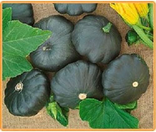 Seeds Vegetable Black Patty Pan Squash Scallop Zucchini - 5 Seeds - Image 2