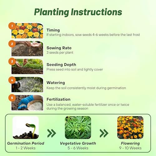 Outsidepride Bonanza Mix French Marigold Seeds - 200 Pcs Annual, Compact, Heat & Drought Tolerant Flower Seeds for Planting w/Double Crested, Bi-Colored Blooms, Ideal for Vibrant Pollinator Gardens - Image 5
