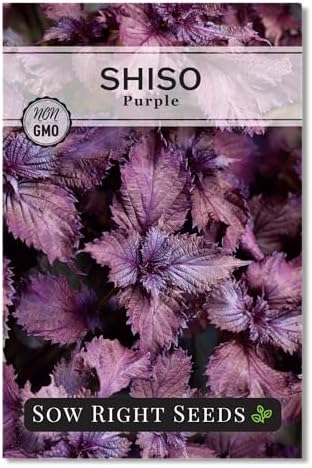 Sow Right Seeds - Purple Shiso Seeds for Planting Perilla Leaf Herb Garden by SowRightSeeds