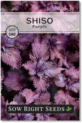Sow Right Seeds - Purple Shiso Seeds for Planting Perilla Leaf Herb Garden by SowRightSeeds