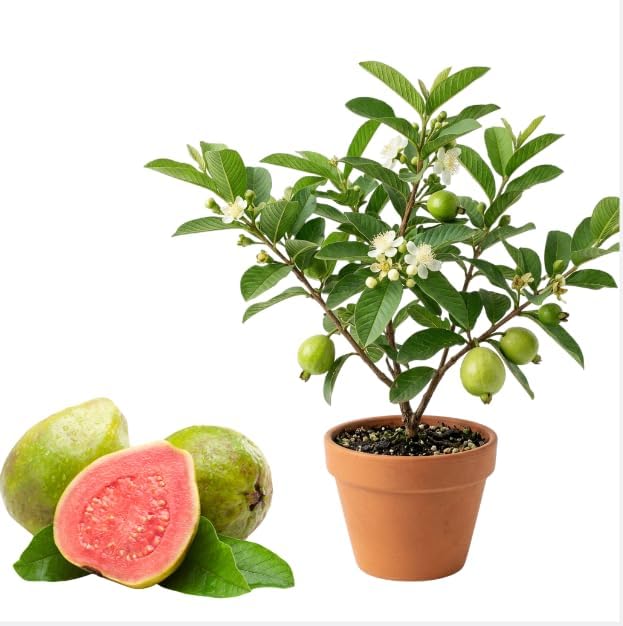Live Red Guava Fruit Tree Sweet Guavas Plant Tropical Fruits Tree, Grow Outdoor, 5-10 Inch Tall in 4 Inch Pot by MocNursery