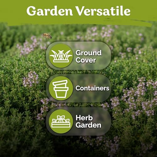 500 Lemon Thyme Heirloom Herb Seeds for Planting, Thymus Pulegioides - Image 6