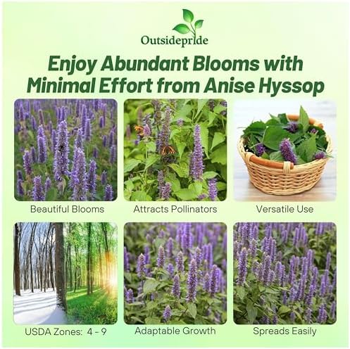 Outsidepride Purple Anise Hyssop Seeds for Planting - 5000 Pcs Perennial Herb Garden Seeds with Fragrant Blooms Attractive to Pollinators, for Small Gardens, Containers, & Xeriscaping - Image 2