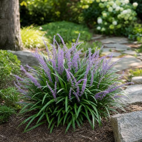 Liriope Emerald Goddess Muscari | 2 Large Trade Gallon Size Plants | Live Drought Tolerant Low Maintenance Evergreen Groundcover Grass - Image 2