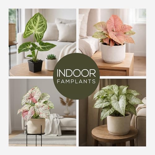 Syngonium Plant Collection (4 Pack) Live Starter Plants, Batik, Holly M, Milk Confetti, Neon Robusta, Rare Indoor Houseplants, Easy Care Arrowhead Vine Plants Live - Image 3