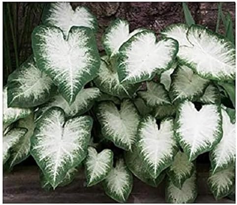 Fancy Leaf Caladium Bulbs for Planting - Large Root Bulb - Aaron - Giant Heart-Shaped Flower Plant - Hardy in Zones 9-11 by MardeRossCompany