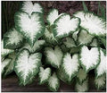 Fancy Leaf Caladium Bulbs for Planting - Large Root Bulb - Aaron - Giant Heart-Shaped Flower Plant - Hardy in Zones 9-11 by MardeRossCompany