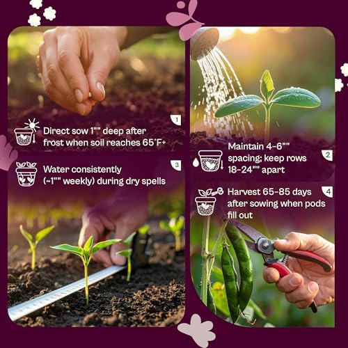 SVI 75 Henderson Lima Bean Seeds (Phaseolus lunatus) – Bush Baby Lima Beans Seed Packets, Green Beans – Heirloom Vegetable Seeds for Outdoor Home Garden, Containers - Image 5