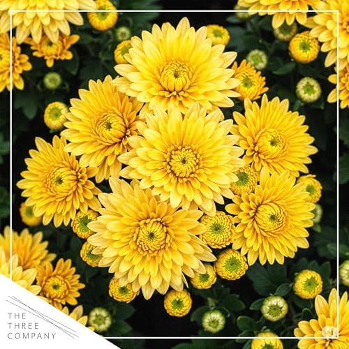 Chrysanthemum (Purple Skull Deco Pot), Yellow Blooms, Live Fall Flowering Perennial, 15" Tall by 12" Wide in 3 Qt Pot - Image 2