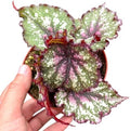 Begonia Winter Ember Live Plant - Rare Variegated Indoor Rex Houseplant by NYCitySucculents