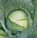 All Season Cabbage Seeds by MardeRossCompany