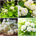 100 Pcs Climbing Jasmine Seeds for Planting-Fragrant Arabian Jasmine Plant Seeds to Plant Non-GMO Easy to Growing High Germination for Garden Balcony Trellis by MIXRUGBACWATER