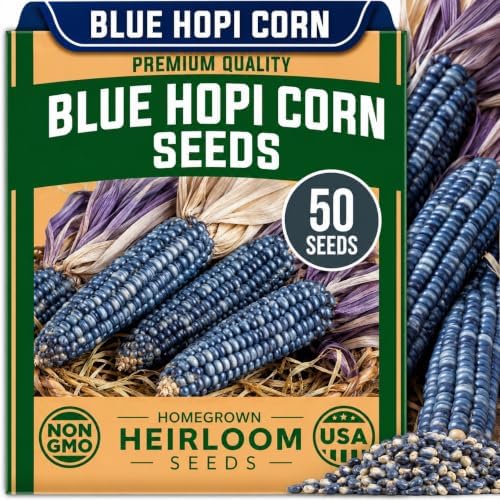Seeds for Planting, 50 Blue Hopi Corn by CZGrain