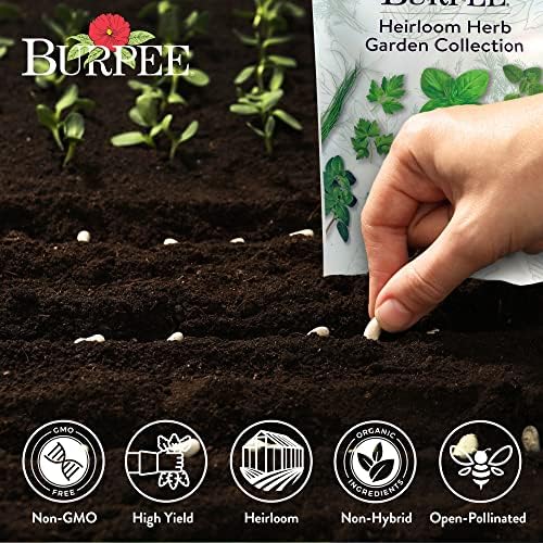 Burpee Heirloom Herb Seeds Variety Pack, Non-GMO, 16 Herbs - 15,000+ Seeds with Basil, Chives, Catnip, Chamomile, Cilantro, Dill, Lavender, Oregano, Parsley, Rosemary, Spearmint, Sage, Tarragon, Thyme - Image 3