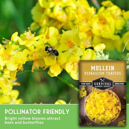Mullein Seeds for Planting, Verbascum Thapsus - 2 Packs - Image 5
