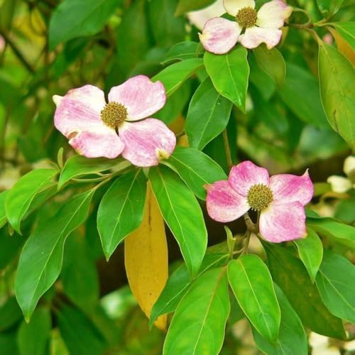 Pink Dogwood, Pink Flowering, 1 gal, Nursery Pot - Image 3