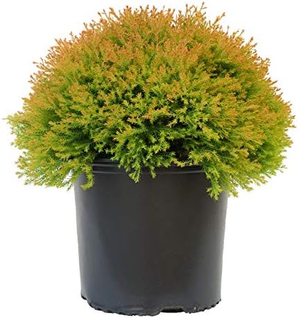 Green Promise Farms Thuja OCCIDENTALIS `FIRE Chief` (Globe Arborbitae) Evergreen, #3 Size Container, Orange Foliage by GreenPromiseFarms