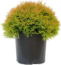 Green Promise Farms Thuja OCCIDENTALIS `FIRE Chief` (Globe Arborbitae) Evergreen, #3 Size Container, Orange Foliage by GreenPromiseFarms