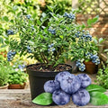 Northern Highbush Blueberry Live Plant, Edible Blueberries Plant, 4" Pot by HILROQG