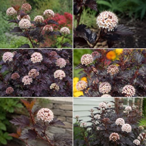2 Ninebark Shrub Live Plant, 12-18 Inch Tall in 2.5 Inch Pot, Well-Rooted Starter, Hardy Flowering Deciduous Plant for Backyard and Garden - Image 6