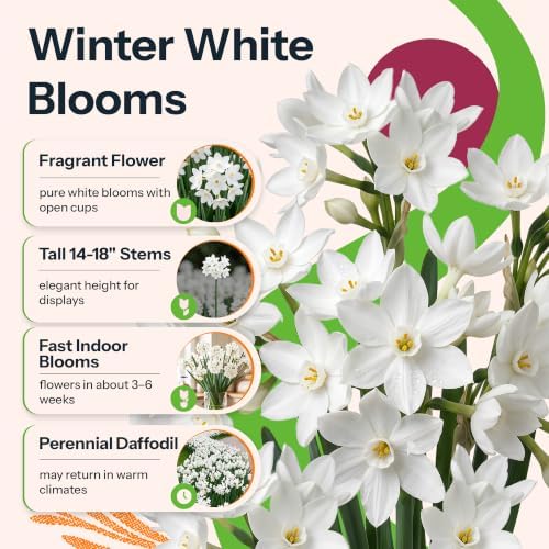 10 Paperwhite Daffodil Flower Bulbs Narcissus Tazetta Ziva - Image 2