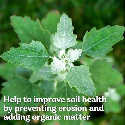 10000 Lambs Quarter Herb Heirloom Seeds, Chenopodium Album - Image 4