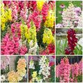 5200+ Snapdragon Seeds for Planting - Mixed Colors Garden Flower Seeds, Tall Varieties for Cut Floral Arrangements and Outdoor Landscapes by BuggyBeds