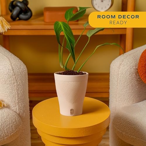 Costa Farms Burle Marx Flame Monstera, Live Indoor Plant, Tropical Plant - Image 2