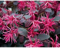 Plum Delight Loropetalum (Chinese Fringe) - Live Plant - (1 QT) by New+Life+Nursery+%26+Garden