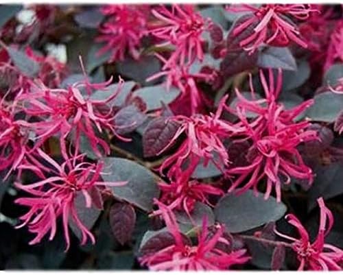 Plum Delight Loropetalum (Chinese Fringe) - Live Plant - (1 QT) by New+Life+Nursery+%26+Garden