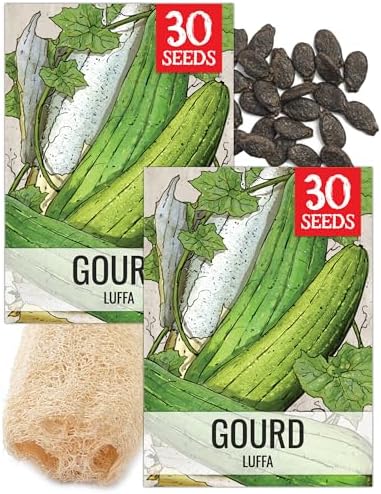 Seed Needs Luffa/Loofah Sponge Gourd Seeds to Plant Vegetables - 2 Packs by SeedNeeds