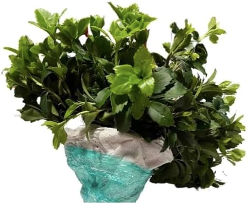 Pachysandra Common Ground Cover Bare Root Plants 25 Pack - Image 3