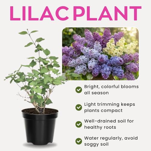 Purple Lilac Plant Live, Flowering Shrub, 8-12 Inch Tall, Bare Root - Image 6