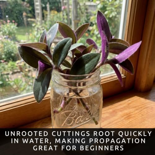 5 Baby Bunny Bellies Tradescantia Live Plant Cuttings, Indoor Plant - Image 2