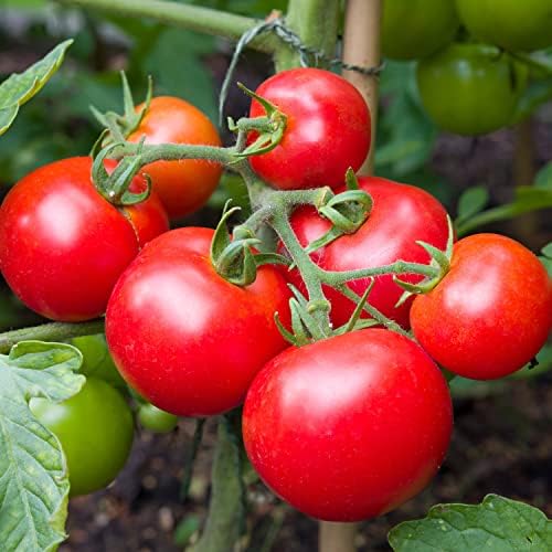 Bonnie Plants Big Beef Tomato 19.3 oz. 4-pack - Image 3