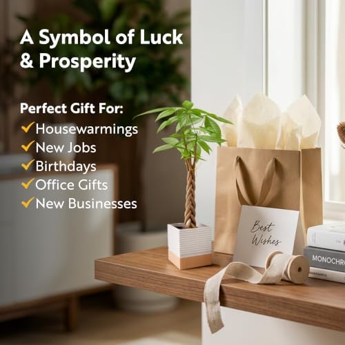 Costa Farms Money Tree, Live Indoor Plant, Braided Trunk, Easy Care - Image 5