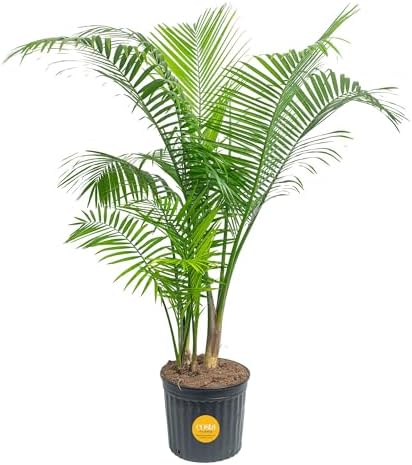 Costa Farms Majesty Palm, Live Indoor Plant, Tropical Decor, Air Purifying by Unknown