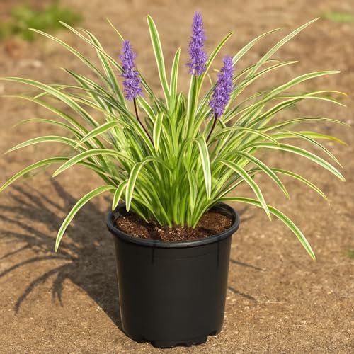 Perennial Farm Liriope M. 'Variegata' (Variegated Lilyturf) – Ornamental Grass in #1 Container, Lilac-Purple Flower Spikes, Variegated Green & Cream Foliage, Shade Tolerant, Great for Borders & Edging - Image 2