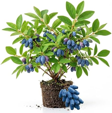Blue Honeyberry Plant Live, Haskap Berry Fruit Tree, 4-6 Inch Tall by Unknown