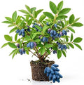 Blue Honeyberry Plant Live, Haskap Berry Fruit Tree, 4-6 Inch Tall by Unknown