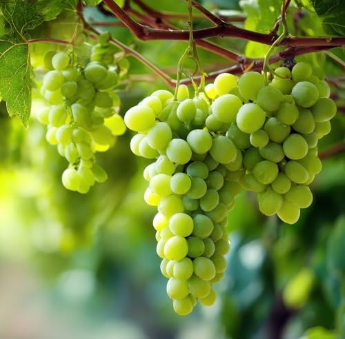 3 White Grapevine Live Plants for Growing – Sweet Table Grapes for Garden, Trellis, Pergola & Backyard Vineyard – Fast Growing Fruit Vine (3 Plants) - Image 2